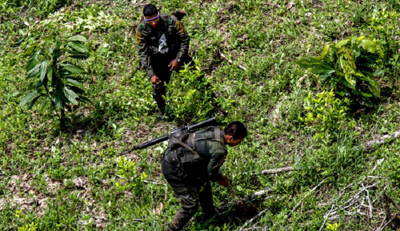 Una reducción del 7 por ciento en el área sembrada de coca en el territorio colombiano, reportó el Sistema Integrado de Monitoreo de Cultivos Ilícitos (SIMCI) de la Oficina de las Naciones Unidas contra la Droga y el Delito (UNODC).