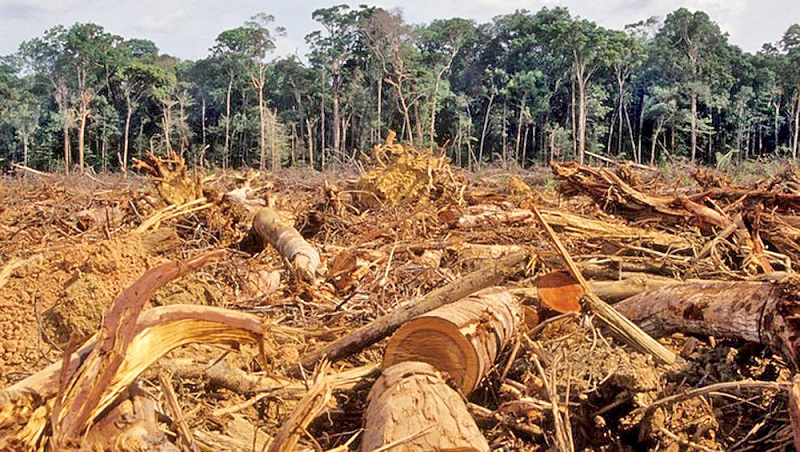 La deforestaci\u00f3n en Colombia creci\u00f3 un 8 % durante 2020. As\u00ed lo revel\u00f3 el ministro de Ambiente Carlos Eduardo Correa, quien dijo que en el 2021  se deforestaron 171.685 hect\u00e1reas de bosques en el territorio nacional.