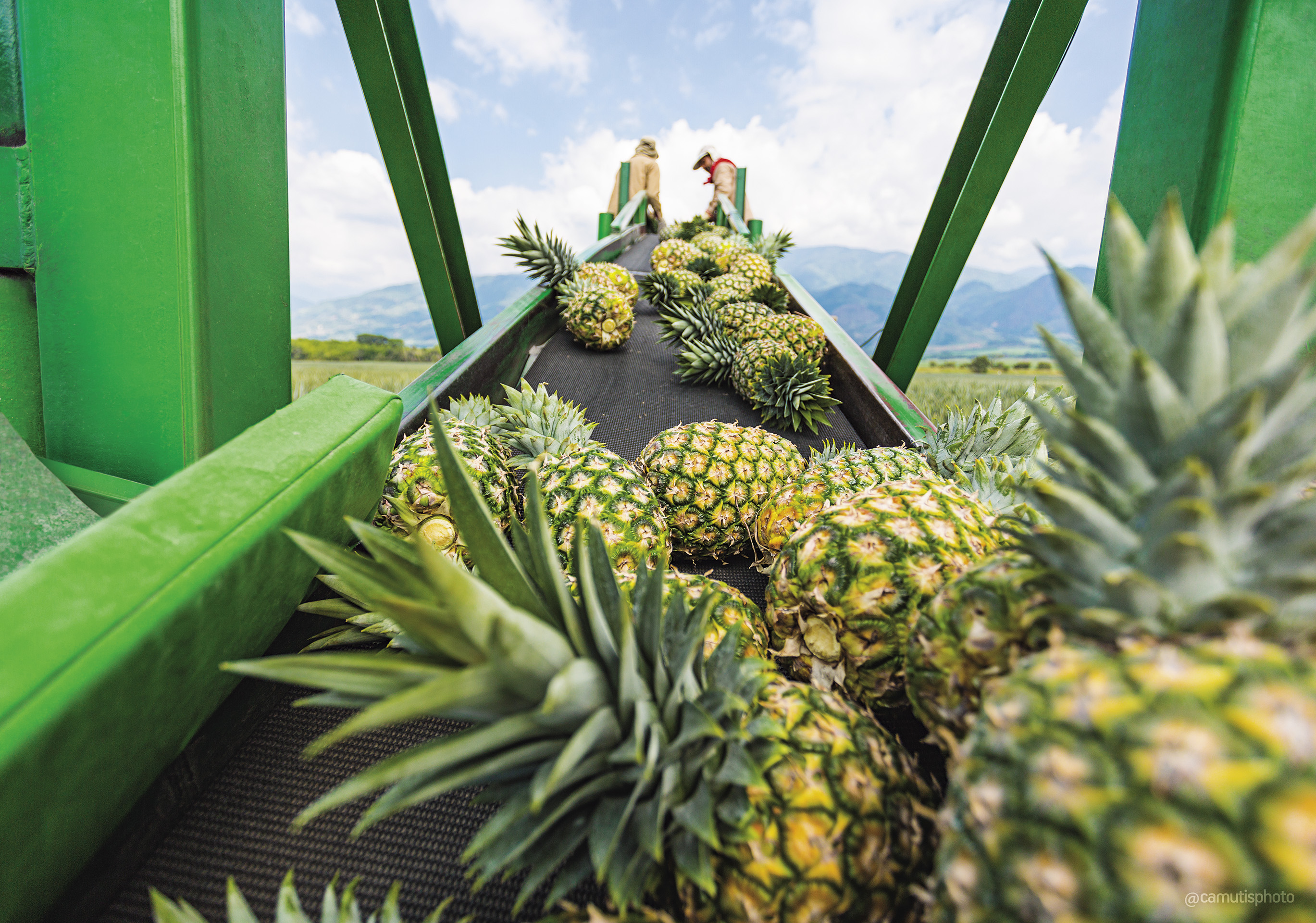 Después de haber obtenido la admisibilidad sanitaria llegaron las primeras 21 toneladas de piña colombiana a Argentina. Esta exportación equivale a cerca de US$ 12.000.
