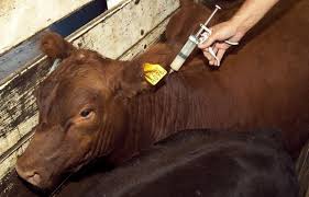 La fuente de trasmisión más importante de la tuberculosis bovina, son los animales enfermos o asintomáticos que eliminan la bacteria al exterior a través de las secreciones y excreciones, las cuales se trasmiten a los animales sanos directamente o a través de objetos contaminados como suelo, agua, pasto o alimento.