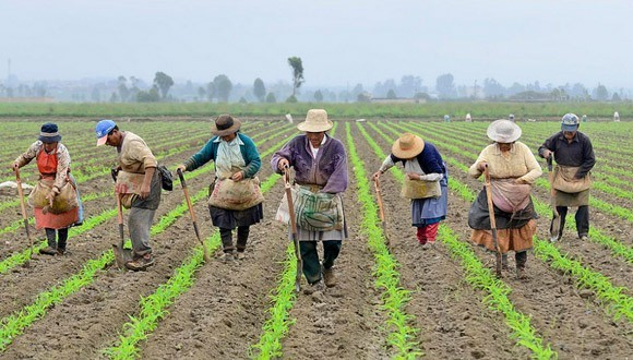 Las organizaciones campesinas de Colombia instaron al presidente Iván Duque Márquez que adopte una serie de medidas que protejan a los habitantes de las zonas rurales de Colombia, ante la crisis generada por el coronavirus.
