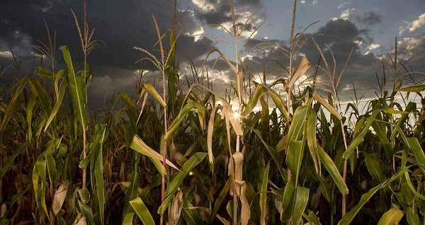 Senadores de la Comisión V de la corporación se mostraron preocupados ante el recorte en el Presupuesto General de la Nación para la vigencia del 2020 en el sector agrícola ya que se redujo en un 7 % comparado con el del año anterior.