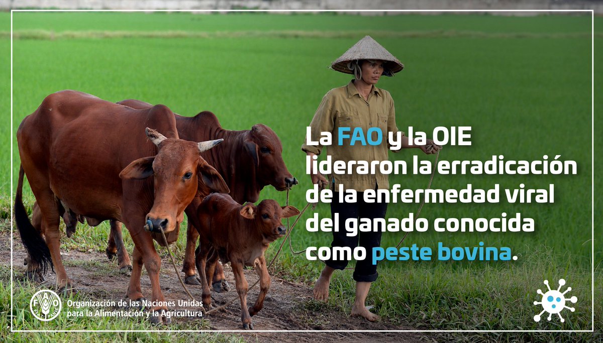 La Organización de la ONU para la Alimentación y la Agricultura (FAO) hizo un alerta epidemiológico: Los países deben eliminar las últimas muestras del virus de la peste bovina que aún se conservan en algunos laboratorios.
