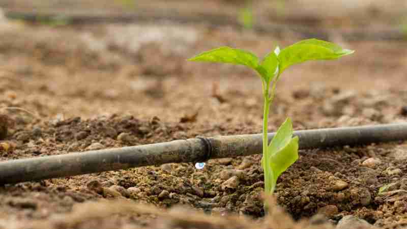 Agenda Agroalimentaria Global un desafío estratégico