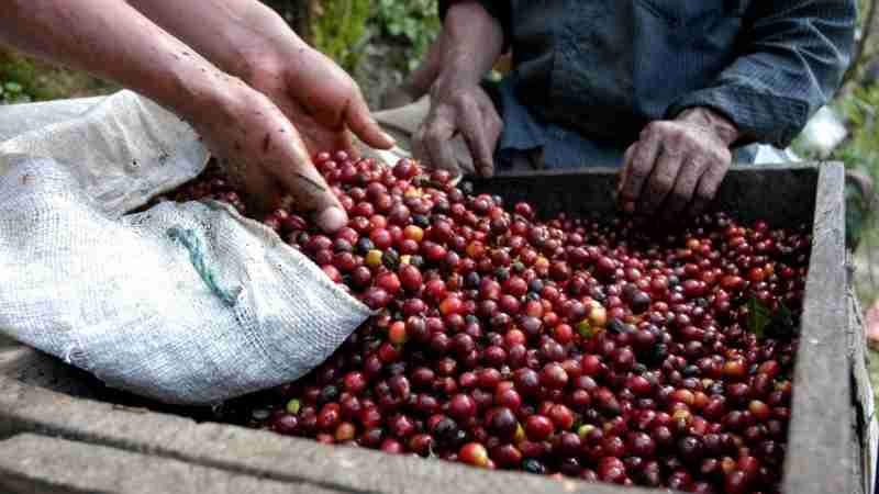 $100.000 millones para apoyar al Sector Cafetero