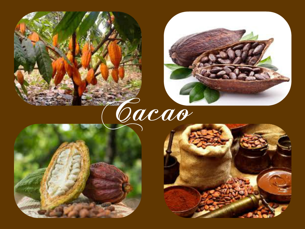 El Cacao con su historia ancestral y su único sabor fue un producto básico de las Culturas Precolombinas y un aporte capitalísimo para la Gastronomía del futuro mundo global.