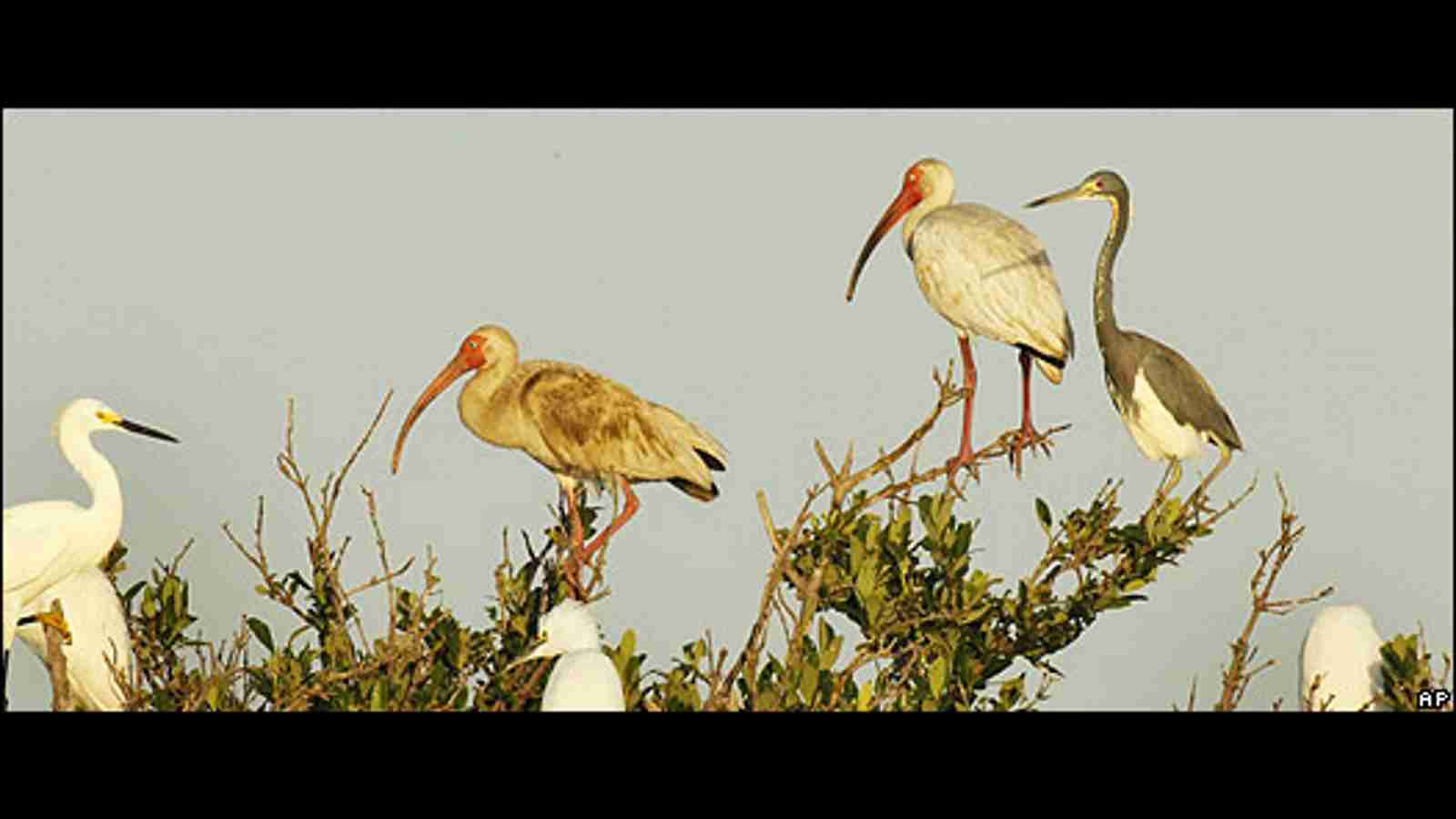 El vertido de crudo en el Golfo de Mu00e9xico amenaza a pu00e1jaros que se detienen en la zona en su migraciu00f3n hacia Sudamu00e9rica.