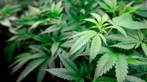 El Parlamento de Tailandia aprobó la legalización del uso de la Marihuana con fines medicinales y de investigación, lo que convierte al país en el primero del sudeste asiático en unirse en esta práctica a Canadá, Australia, México, Brasil y algunos estados de EE. UU.