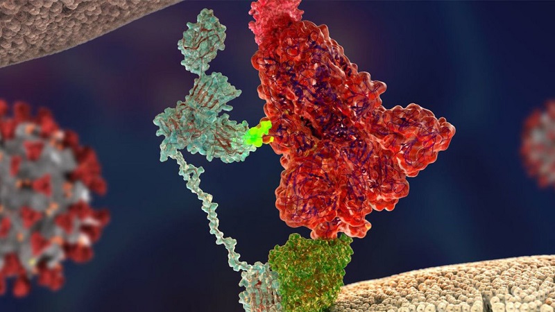El mayor reto radica en detener la propagación y al mismo tiempo sus adaptaciones, que han traído nuevas oleadas del virus. 