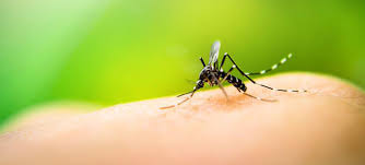 El Instituto Nacional de Salud reportó que el dengue llegó en el mes de enero a un 93,69 % llevando a la muerte a 18 personas que probablemente estuvieron relacionadas con esa enfermedad tropical.