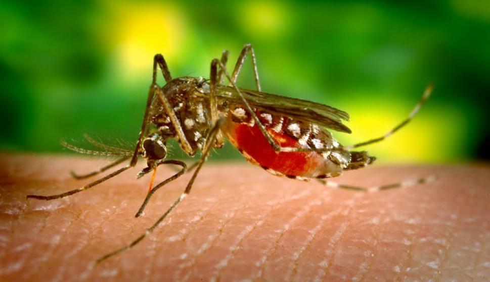 El paludismo, o malaria, es una enfermedad potencialmente mortal causada por parásitos que se transmiten al ser humano por la picadura de mosquitos.